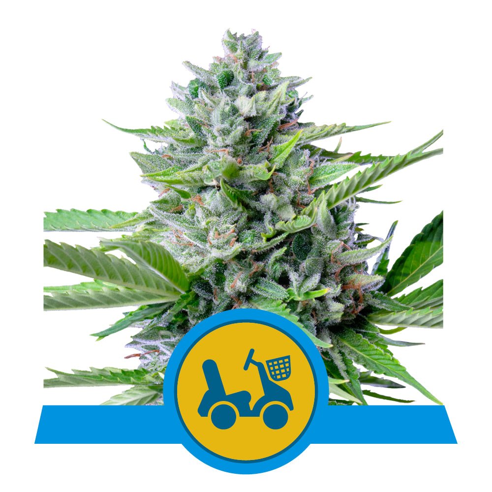 FAST EDDY AUTO CBD STRAIN - SeedySide