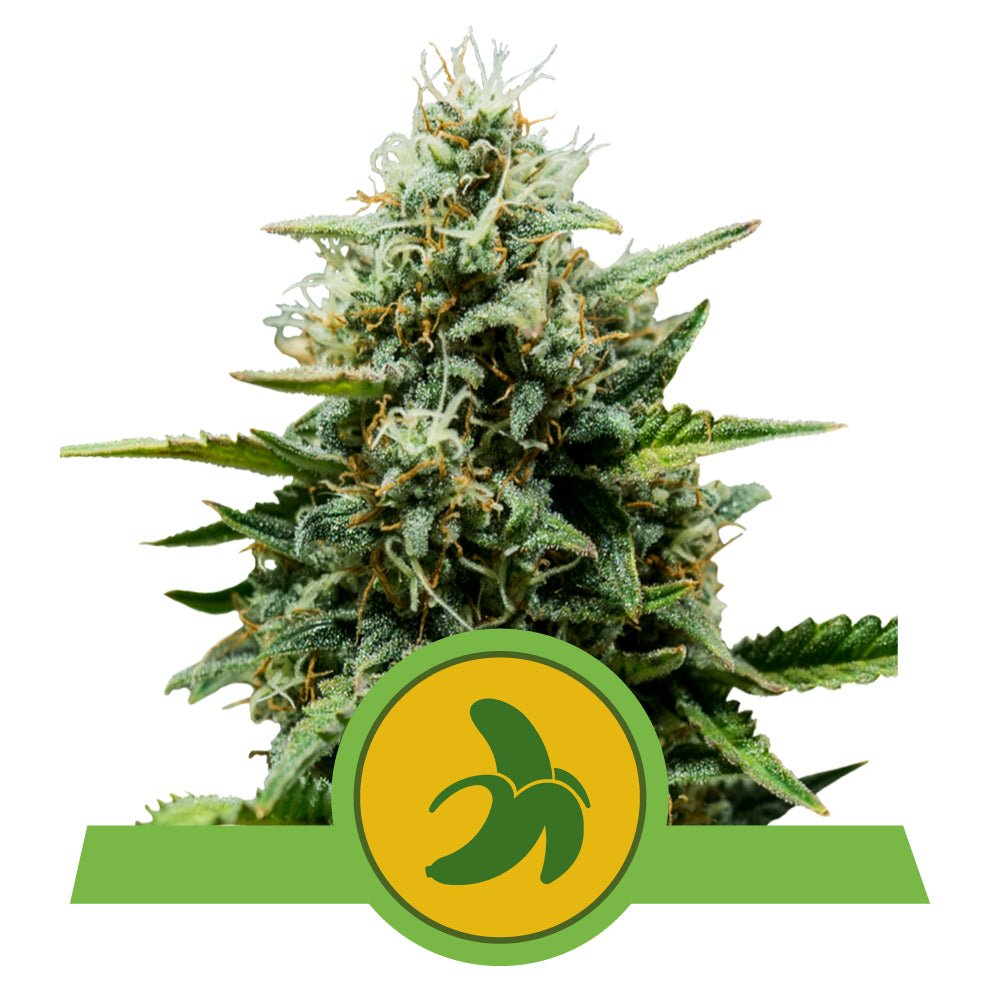 FAT BANANA AUTO STRAIN - SeedySide