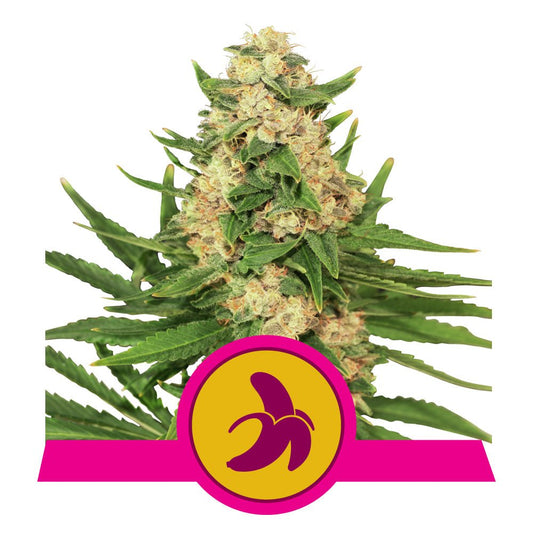 FAT BANANA STRAIN - SeedySide