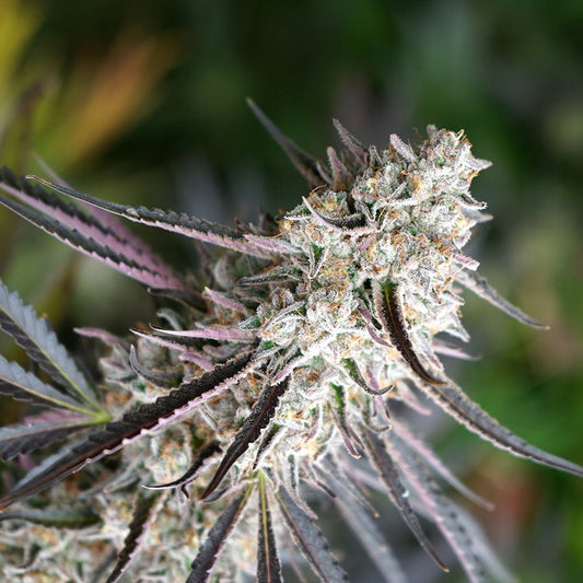 FLORIDA GASPACK STRAIN - SeedySide