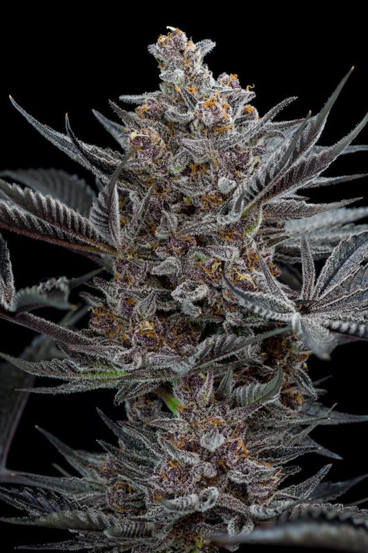 FORBIDDEN DREAM STRAIN - SeedySide