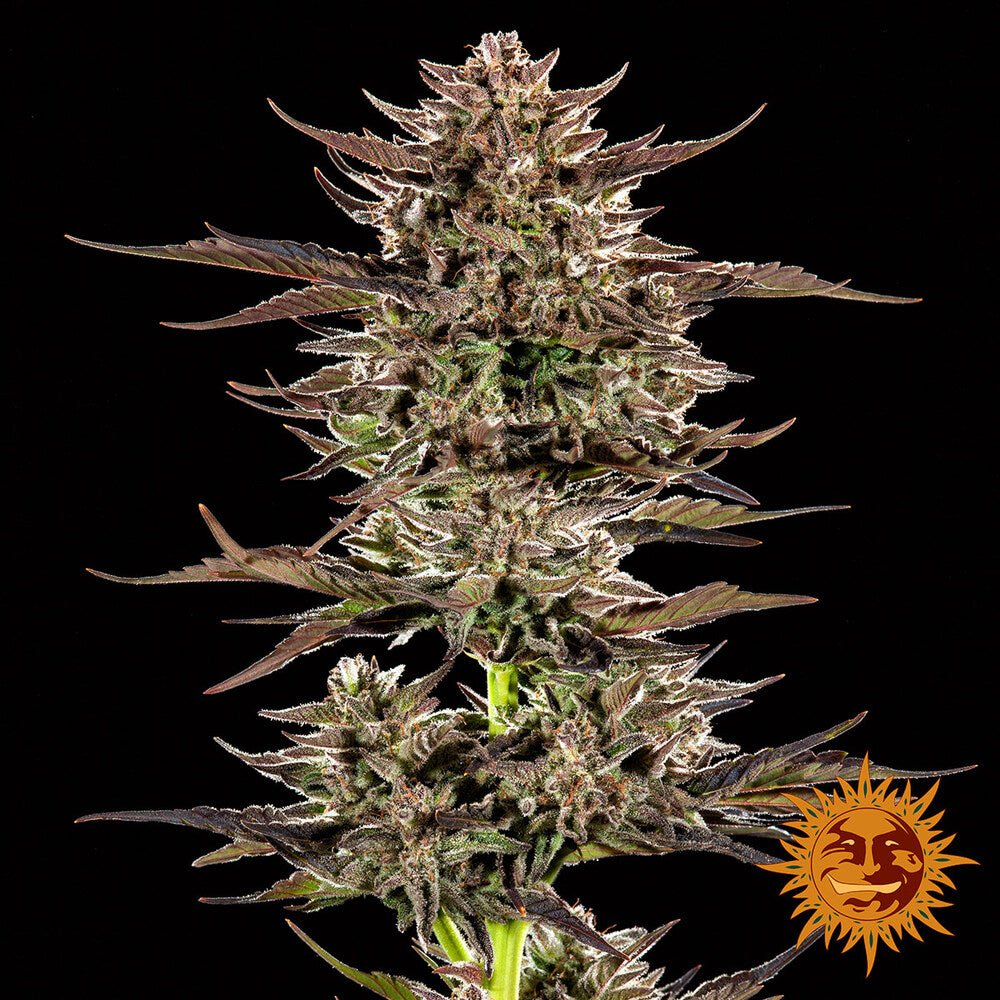 FROSTED ZINN X 3 BEARS OG AUTO STRAIN - SeedySide