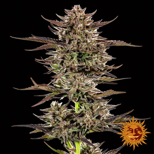 FROSTED ZINN X 3 BEARS OG AUTO STRAIN - SeedySide