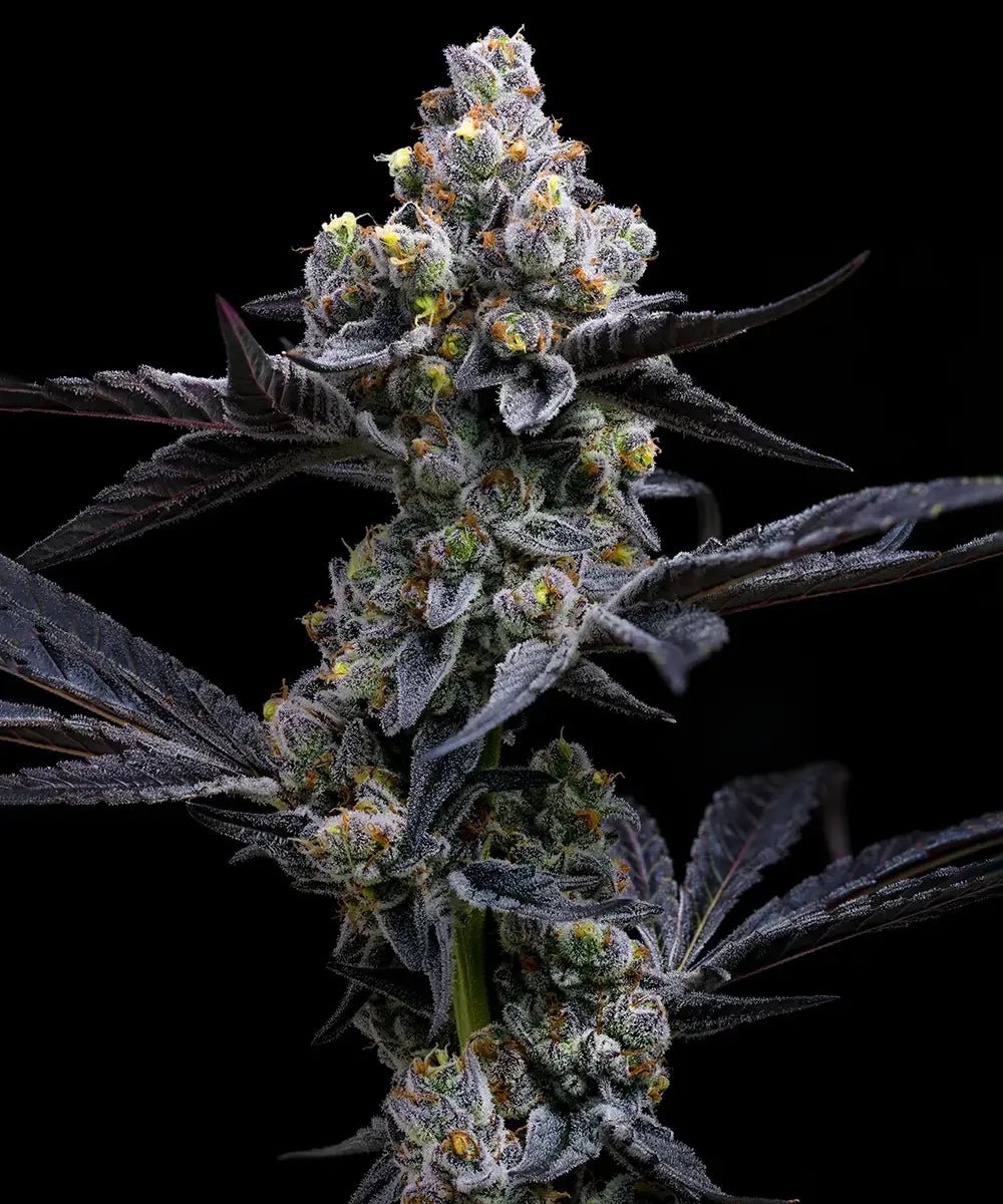 GARLIC COOKIES STRAIN - SeedySide