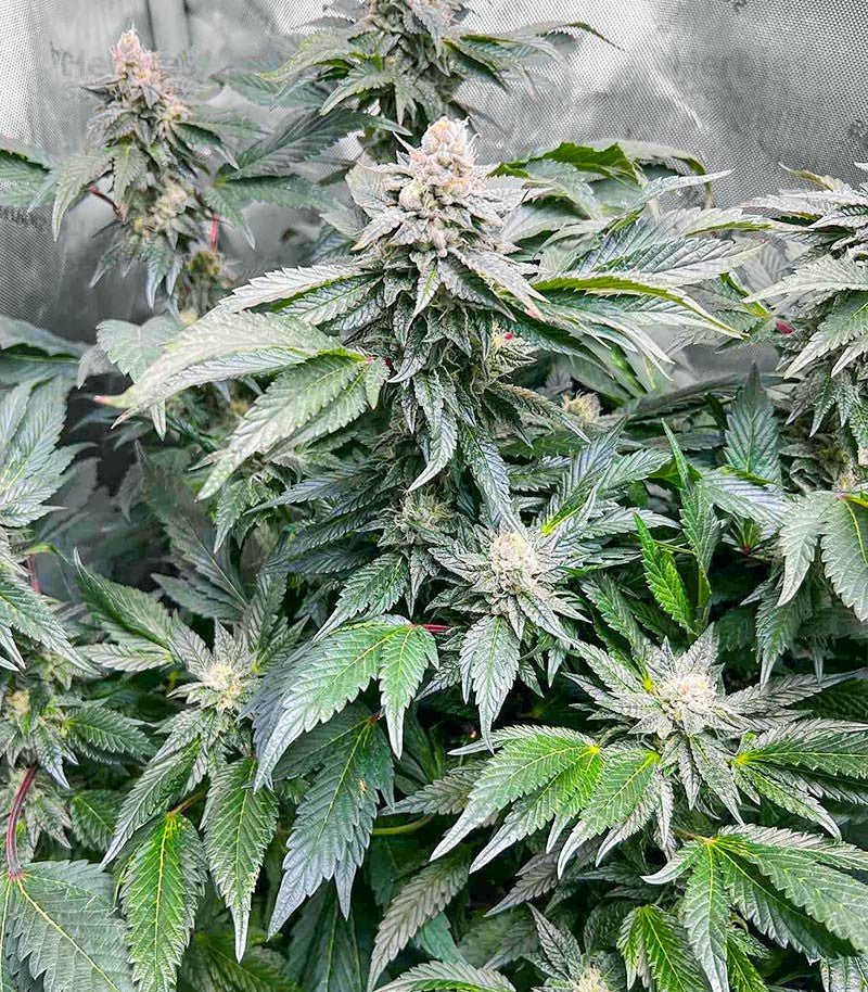 GARY PAYTON STRAIN - SeedySide