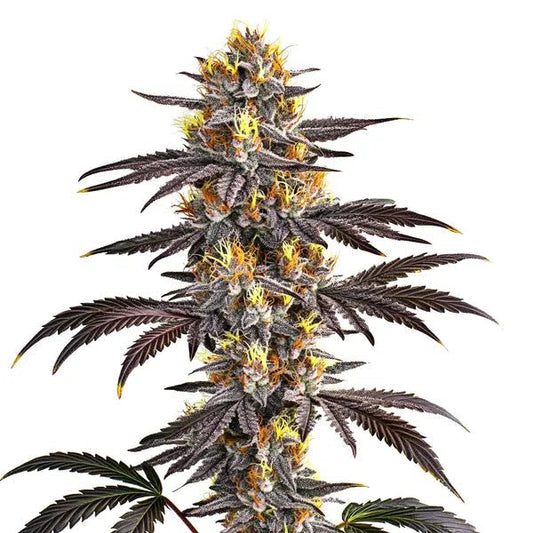 GELATO STRAIN - SeedySide