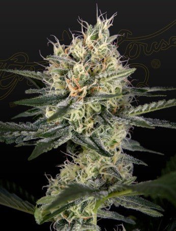 GH CHEESE X PINEAPPLE X CHEMDOG STRAIN - SeedySide