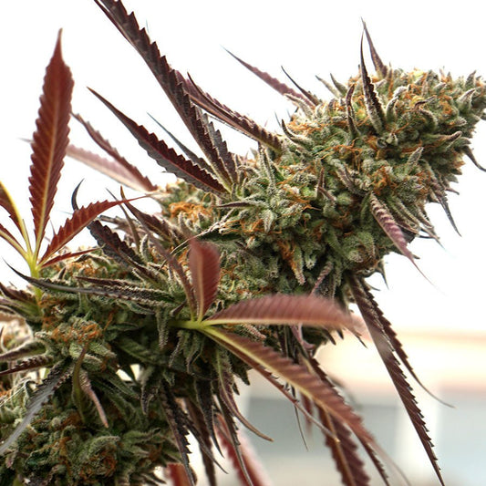 GHOST OF NYC STRAIN - SeedySide