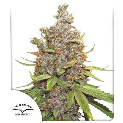 GLUEBERRY OG AUTO STRAIN - SeedySide
