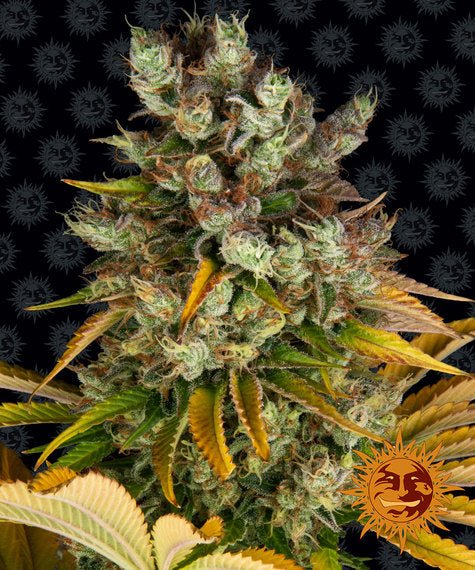 GMO STRAIN - SeedySide