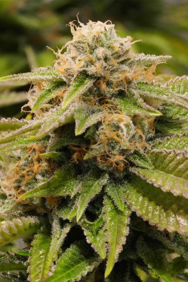 GORILLA BREATH STRAIN - SeedySide