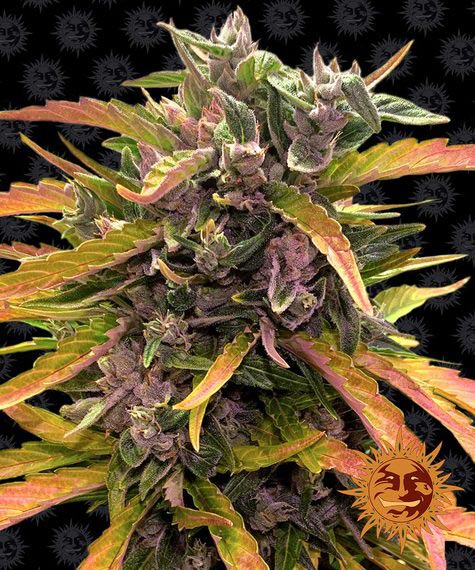 GORILLA GLUE AUTO STRAIN - SeedySide