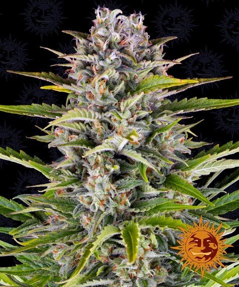 GORILLA ZKITTLEZ AUTO STRAIN - SeedySide