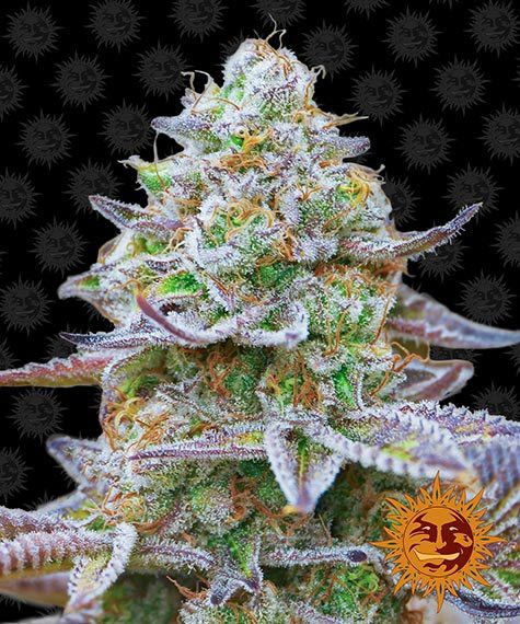 GORILLA ZKITTLEZ STRAIN - SeedySide