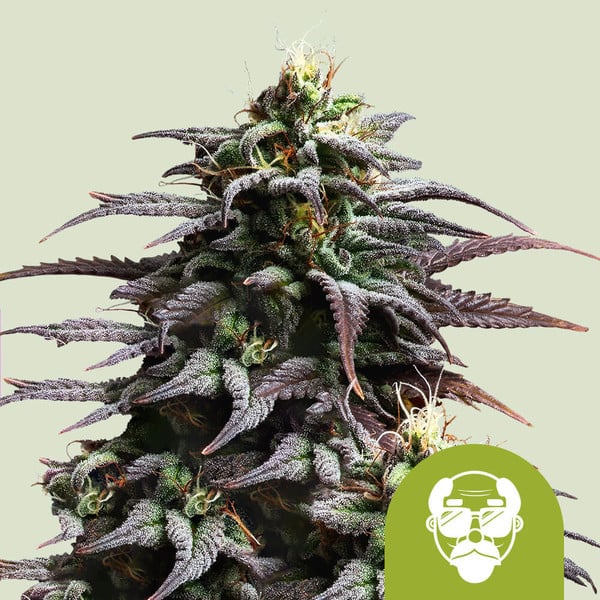 GRANDADDY PURPLE AUTO STRAIN - SeedySide