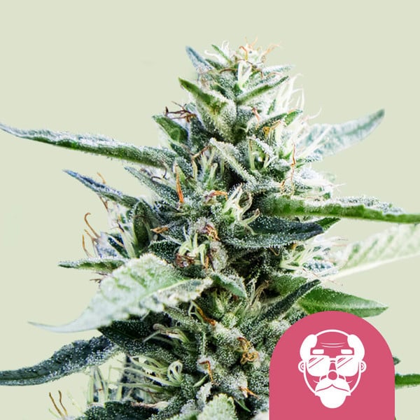 GRANDADDY PURPLE STRAIN - SeedySide
