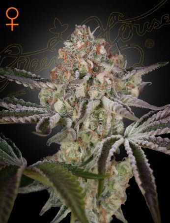 GREAT WHITE SHARK: SUPER SKUNK X BRAZILIAN X SOUTH INDIAN STRAIN - SeedySide