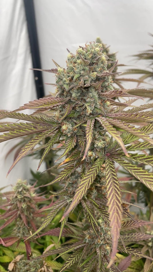 GREEN CRACK 2.0 STRAIN - SeedySide
