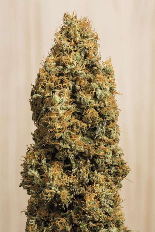 GREEN CRACK CBD STRAIN - SeedySide
