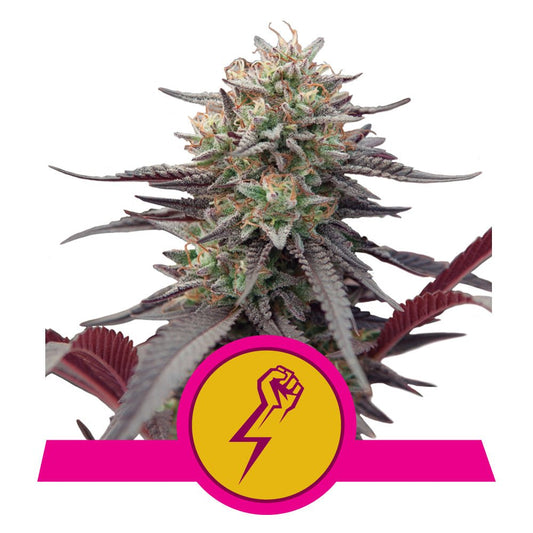 GREEN CRACK PUNCH STRAIN - SeedySide
