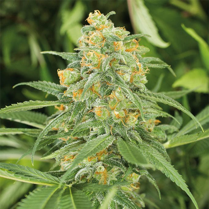 GREEN CRACK STRAIN - SeedySide