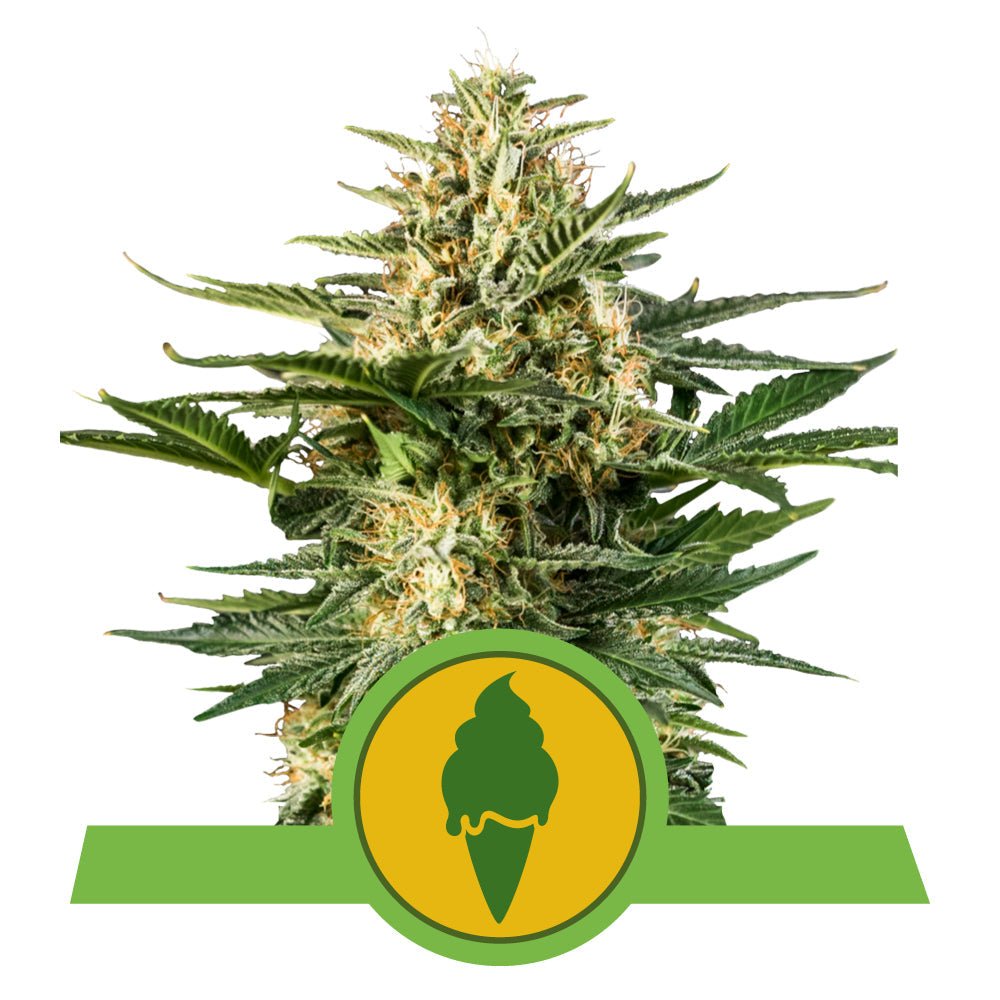 GREEN GELATO AUTO STRAIN - SeedySide