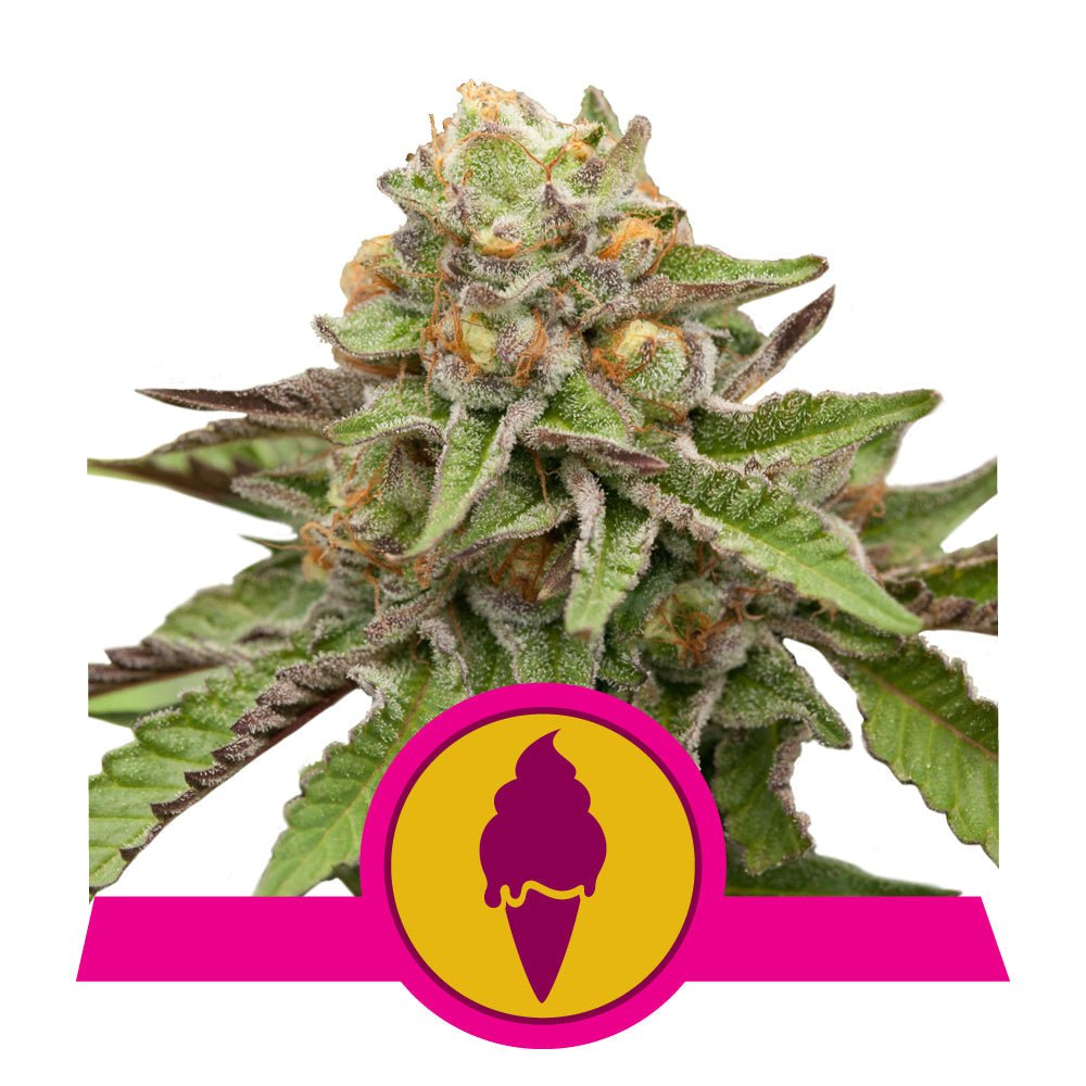 GREEN GELATO STRAIN - SeedySide