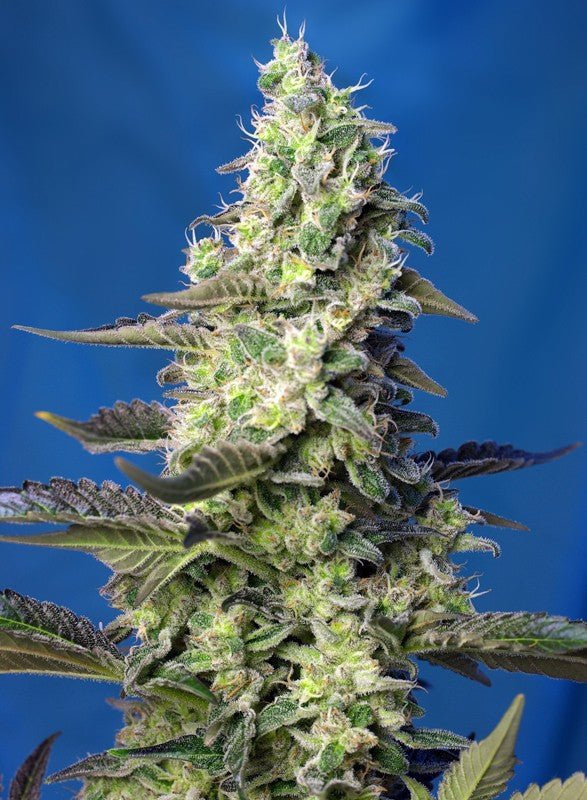 GREEN POISON XL AUTO STRAIN - SeedySide