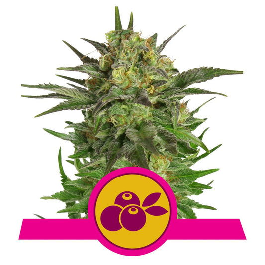 HAZE BERRY STRAIN - SeedySide