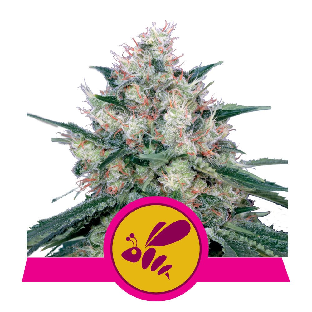 HONEY CREAM STRAIN - SeedySide