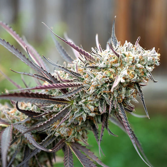 ICE CREAM CAKE FASTFLOWERING STRAIN - SeedySide