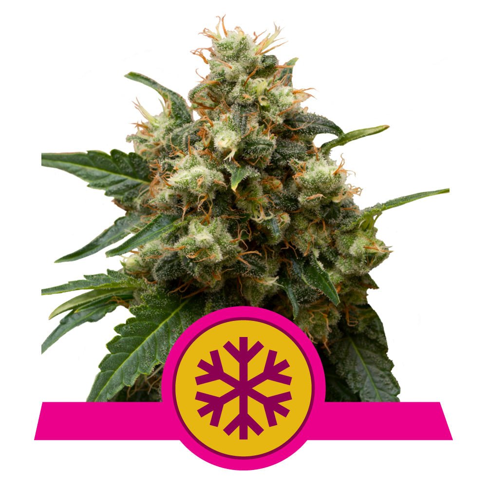 ICE STRAIN - SeedySide