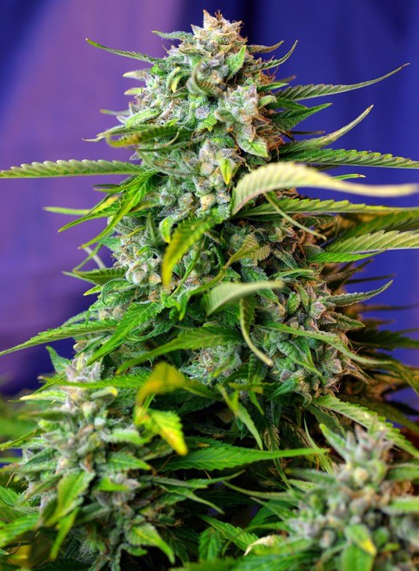 JACK 47 AUTO STRAIN - SeedySide