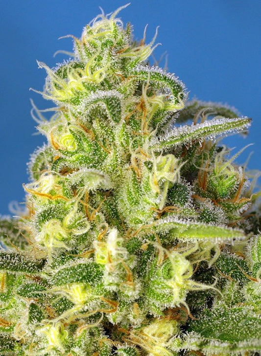 JACK 47 XL AUTO STRAIN - SeedySide