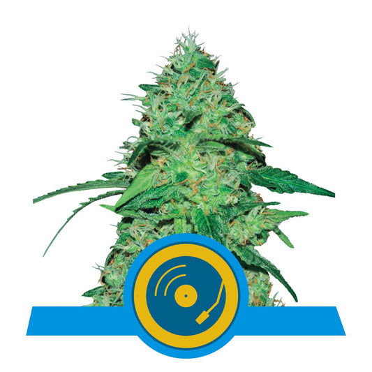 JOANNE'S CBD STRAIN - SeedySide