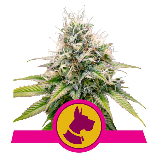 KALI DOG STRAIN - SeedySide