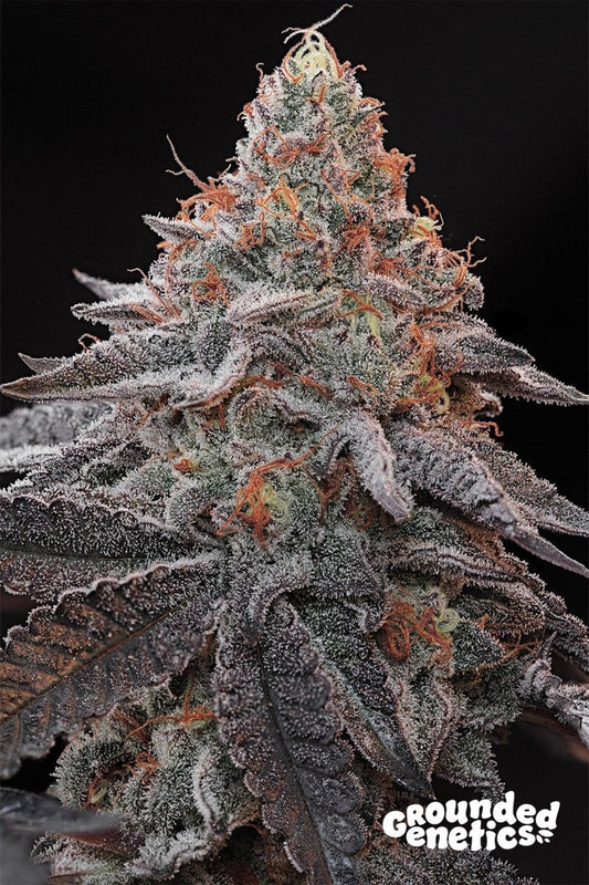 KASHMIR BLACK (KOSHER KUSH X OZARK) X BLUCCI STRAIN - SeedySide