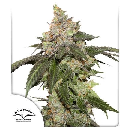 KEROSENE KRASH STRAIN - SeedySide