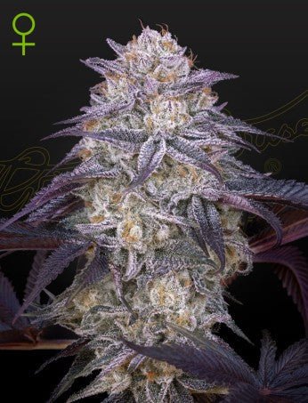 KING'S JUICE X KING'S KUSH AUTO STRAIN - SeedySide