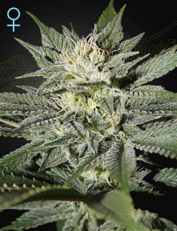 KING'S KUSH CBD STRAIN - SeedySide
