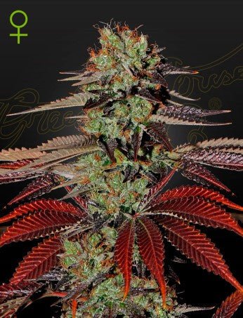 KING'S KUSH X RUDERALIS AUTO STRAIN - SeedySide