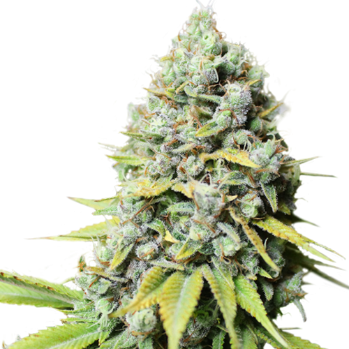 KOSHER HAZE STRAIN - SeedySide