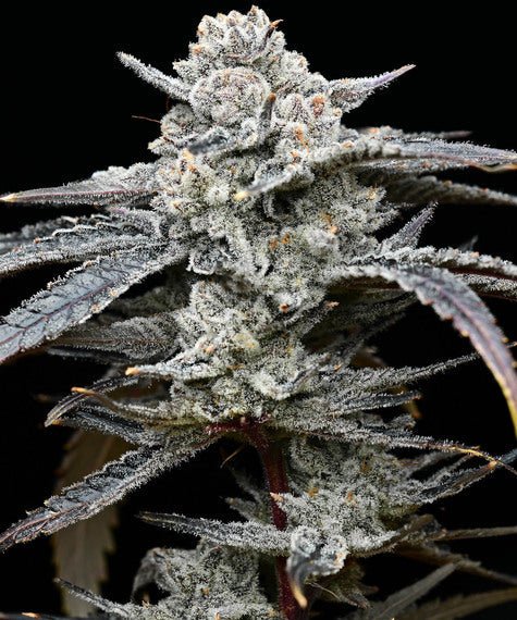 LEMON CHERRY GELATO STRAIN - SeedySide