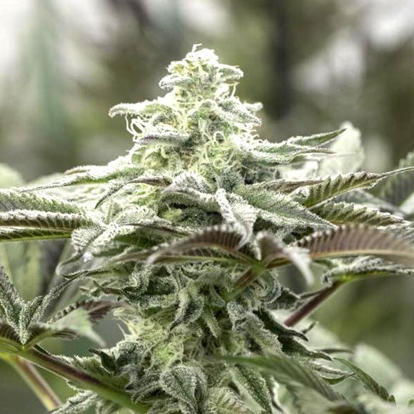 LEMON CITRON STRAIN - SeedySide
