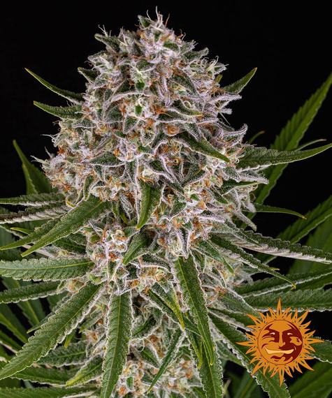 LEMON HAZE AUTO STRAIN - SeedySide