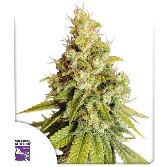 LEMON OG STRAIN - SeedySide