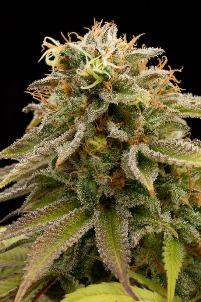 LEMON THAI KUSH REGULAR STRAIN - SeedySide