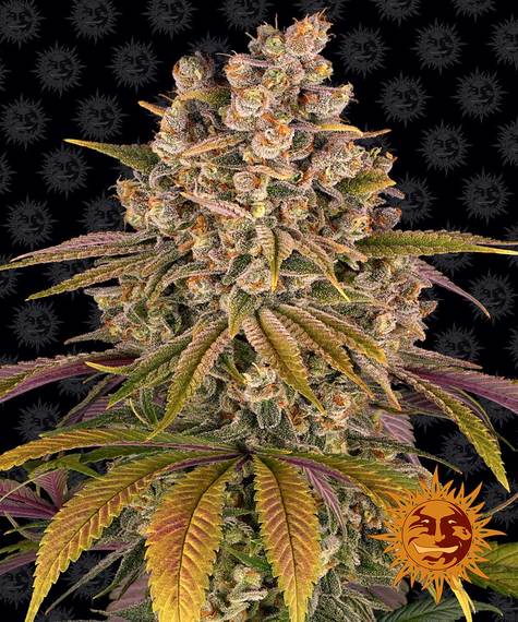 LEMON TREE STRAIN - SeedySide