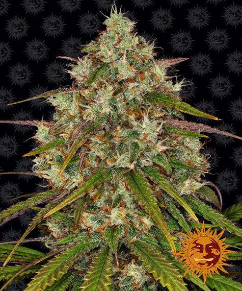 LIBERTY HAZE STRAIN - SeedySide