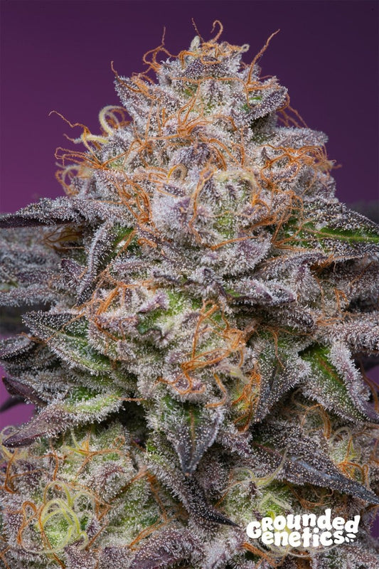 LIME DRIZZLE (LEMON TREE S1 X GELATO 41) X PAPAYADAWG STRAIN - SeedySide